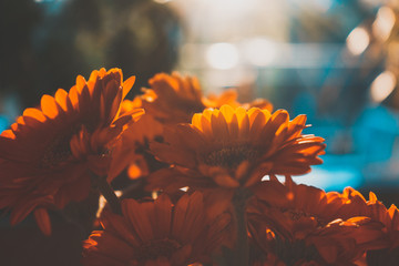 Gerbera Blumen Strauß gegen das Abend Licht