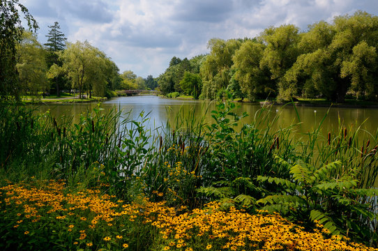 Black Eyed Susans Cattails and a footbridge at Victoria Park Lake in Kitchener Ontario