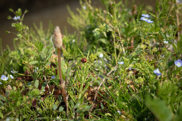 てんとう虫と春の草花