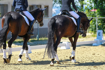 Close-up of two dressage horses with rider in the crotch, photographed from behind before the award...