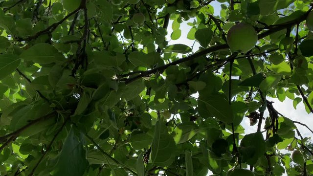Green apple growing on trees branches in sunny fruit garden. Close up bottom view juicy green fruits on apple tree branch in summer orchard