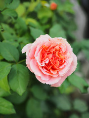 The beautiful roses in my garden bloom in the morning sun.