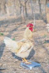Rooster in grass among woods outdoors