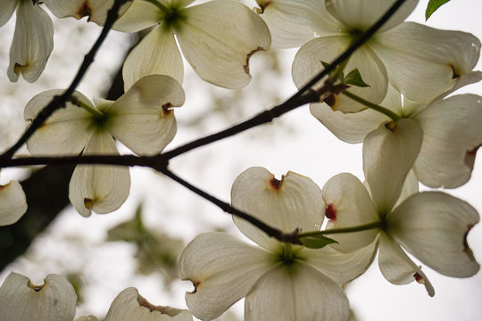 Virginia State Flower Dogwood Tree 