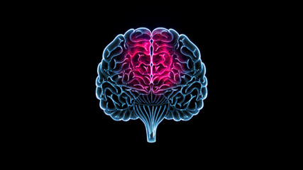 human brain