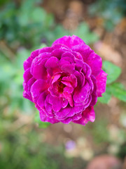 The beautiful roses in my garden bloom in the morning sun.