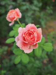 The beautiful roses in my garden bloom in the morning sun.