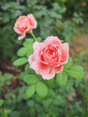 The beautiful roses in my garden bloom in the morning sun.