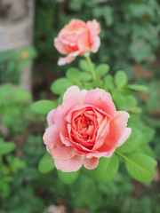 The beautiful roses in my garden bloom in the morning sun.