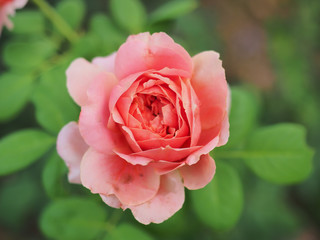 The beautiful roses in my garden bloom in the morning sun.