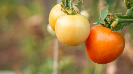 Green and red tomatoes in tomato field, red and green tomatoes hanging on plant in greenhouse.