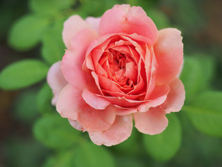 The beautiful roses in my garden bloom in the morning sun.