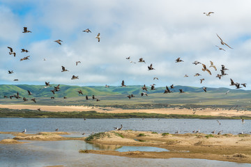 Flock of birds on the beach. Pelicans and seagulls flying over the river. Beautiful green hills, sand dunes, and cloudy sky on background. Guadalupe-Nipomo Dunes National Wildlife Reserve, California