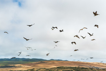 Flying pelicans. Sand dunes, green hills, and cloudy sky on background