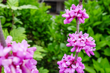 コンプリート 蘇芳花 坂戸壁