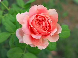 The beautiful roses in my garden bloom in the morning sun.