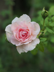 The beautiful roses in my garden bloom in the morning sun.