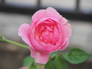 The beautiful roses in my garden bloom in the morning sun.