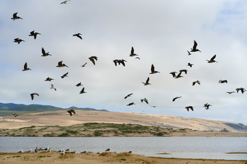 Flock of pelicans flying over the river. Sand dunes, green hills, and cloudy sky on background