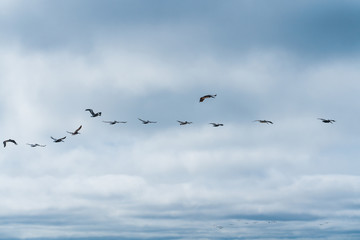 Flock of flying birds and cloudy sky background