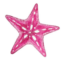 Pink starfish. Hand drawn watercolor illustration isolated on a white background. - 340138130