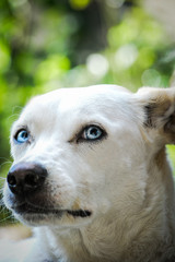 perra de ojos azules observando