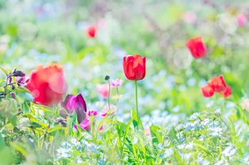 Foto auf Acrylglas Tulpenblumenfeld © Chikako Kamitori