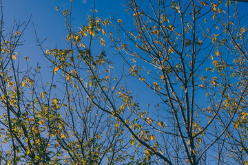 maple tree with few golden autumn leaves left on the branches and blue sky