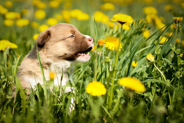 
puppy in the grass