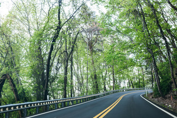 Spring Foliage