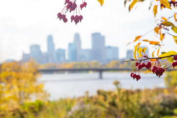 Out of focus photography of scenic Mississippi River and cityscape of Minneapolis with focused red berries in focus in foreground