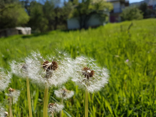 dandelion details for background sky green meadow