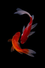 Naklejka premium Koi fish is domesticated version of common carp. This fish is most famous by its beautiful colors that have been created via selective breeding
