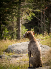 Fototapeta premium Dog6