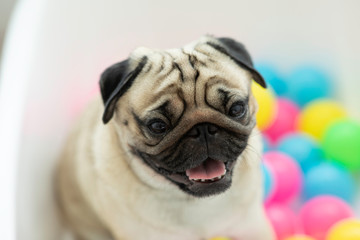 Obraz premium Cute dog pug breed sitting with colorful of plastics ball smile and happiness,Purebred Dog Concept