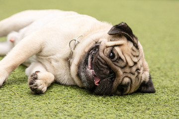 Happy Dog Pug Breed Sleep lying and relax on meadow fields in background,Healthy dog happiness with fresh air