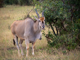 Masai Mara