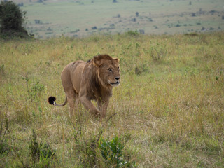 Masai Mara