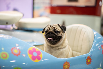 Cute pug sitting on seat in motorcycle smile and happiness ready to travel in holidays with...