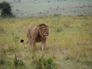 Masai Mara