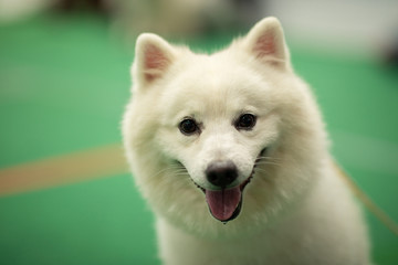 Cute dog Samoyed breed looking camera and smile with happiness feeling,Purebred Dog Concept
