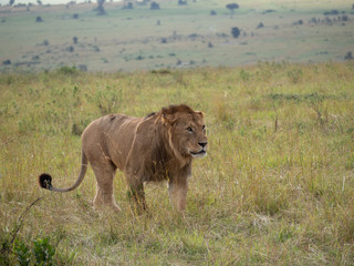 Masai Mara