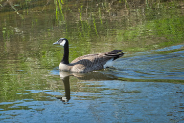 2020-04-13 A LONE GOOSE IN THE SAMMAMISH SLOUGH IN REDMOND WASHINGTON