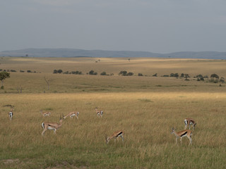 Masai Mara