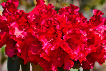 2020-04-16 RED RHODODENDRON IN FULL BLOOK ON MERCER ISLAND WASHINGTON