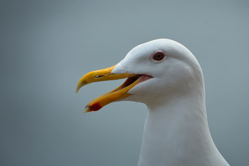 2020-04-17 A CLOSE UP OF A WHITE SEAGULL IN PORT TOWNSEND WASHINGTON