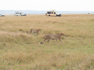 Masai Mara