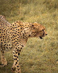 Masai Mara