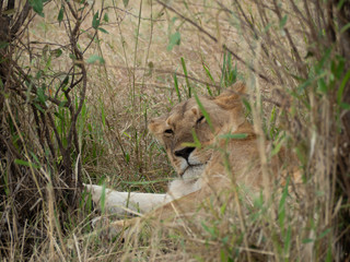 Masai Mara