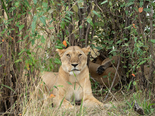 Masai Mara
